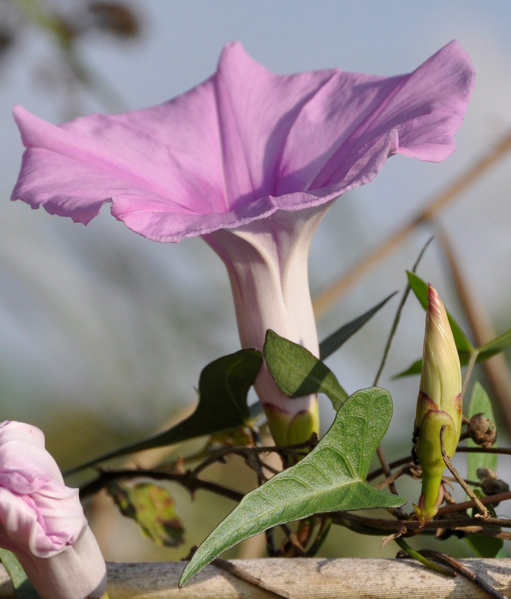 Изображение особи Ipomoea sagittata.