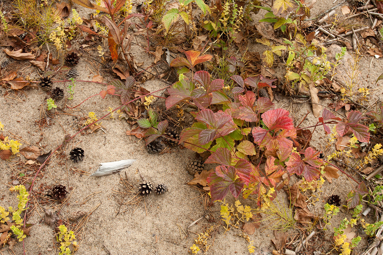 Image of Rubus saxatilis specimen.