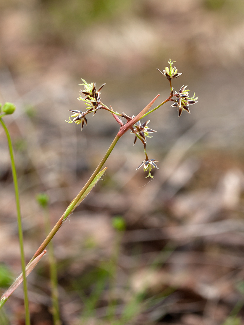 Image of Luzula pilosa specimen.