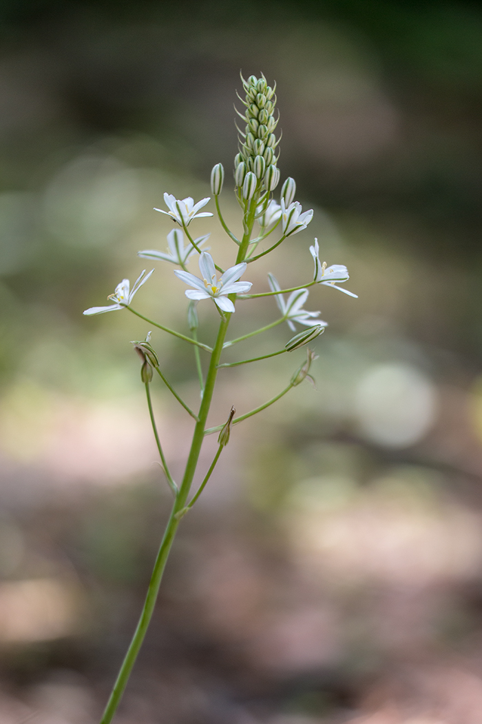 Image of Ornithogalum ponticum specimen.