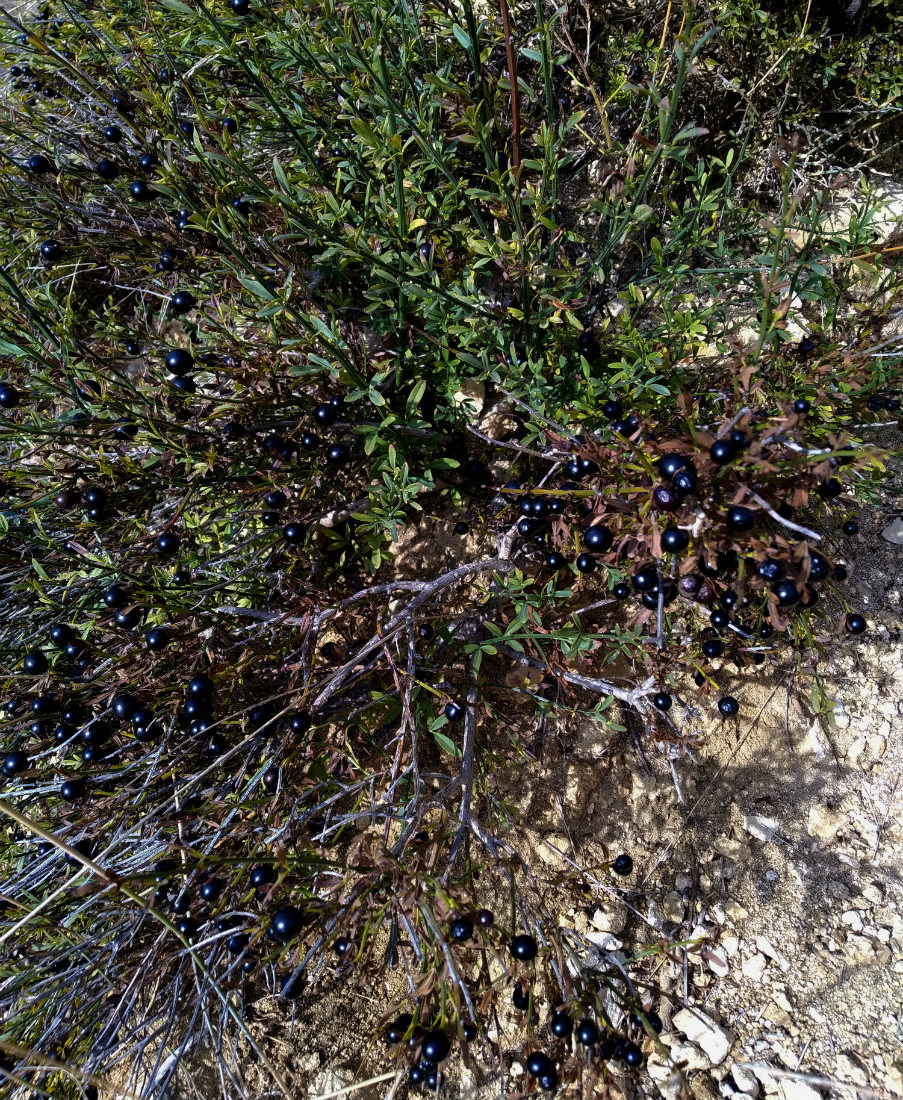 Image of Jasminum fruticans specimen.