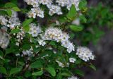 Spiraea chamaedryfolia. Верхушка ветви с соцветиями. Алтай, Майминский р-н, гора Малая Синюха, ≈ 1200 м н.у.м., каменистый склон. 09.06.2019.