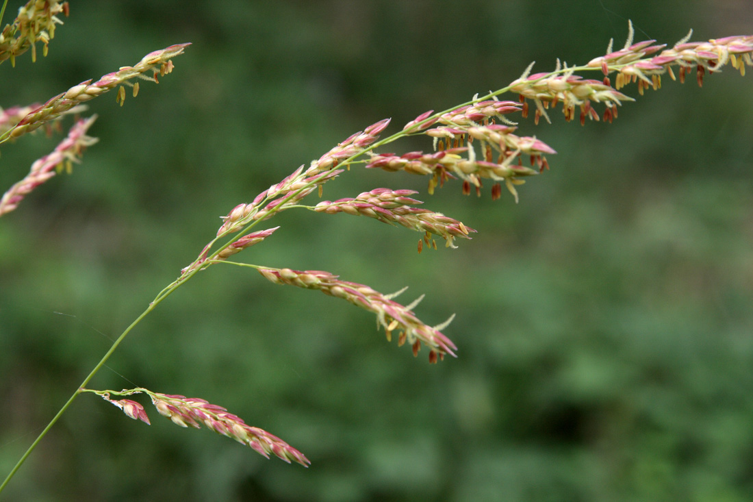 Изображение особи Sorghum halepense.