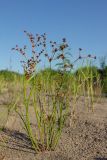 Juncus articulatus