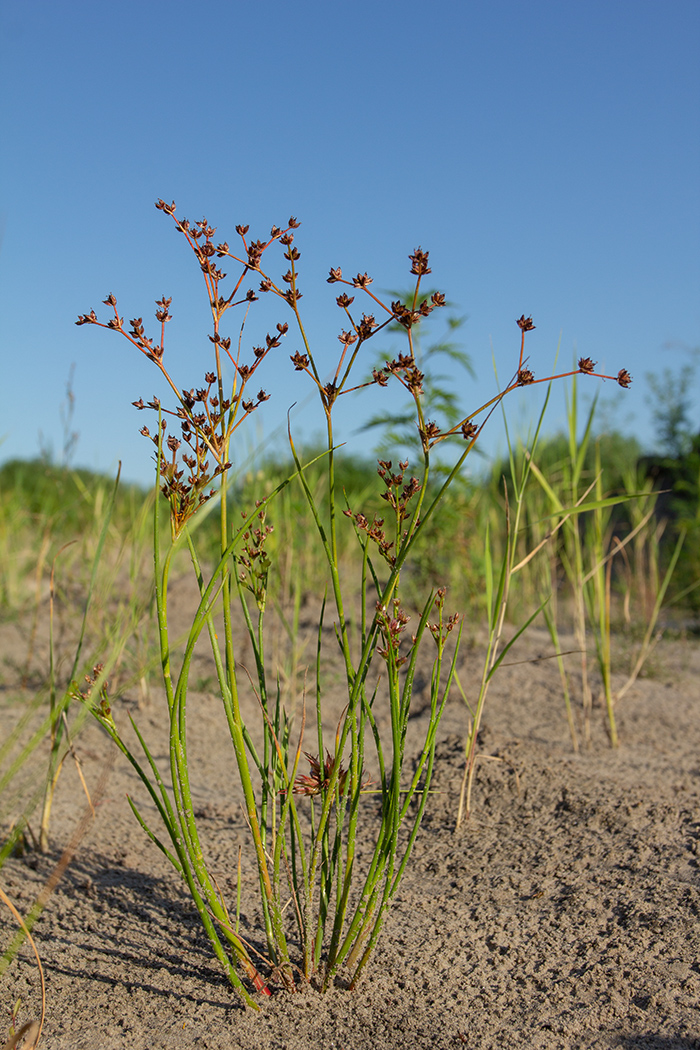 Image of Juncus articulatus specimen.