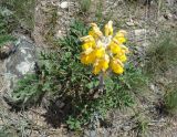 Phlomoides speciosa. Цветущее растение. Кыргызстан, Чуйская обл., Панфиловский р-н, Суусамырская долина. 24.05.2019.