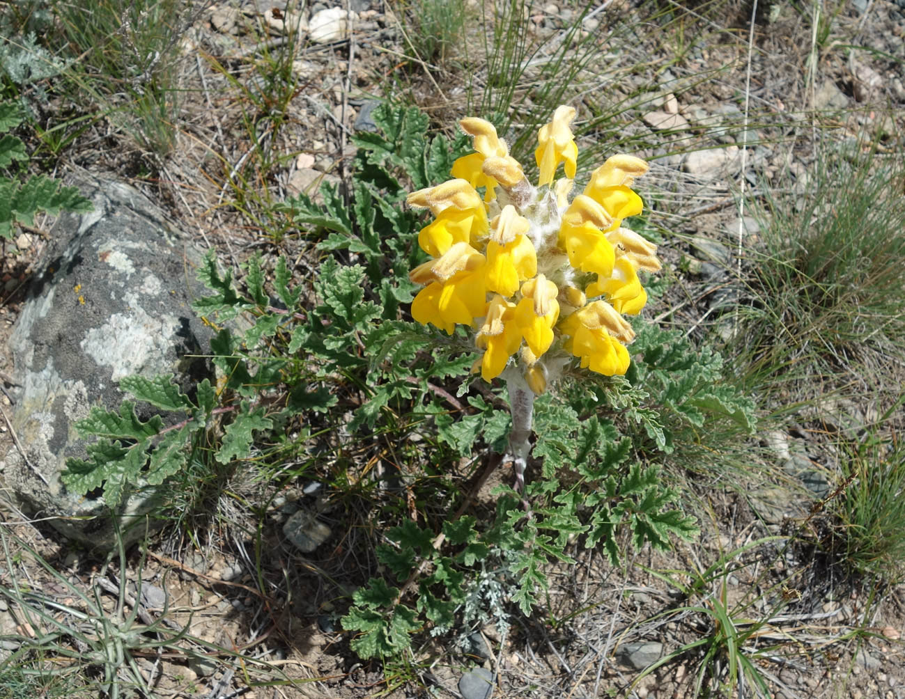 Изображение особи Phlomoides speciosa.