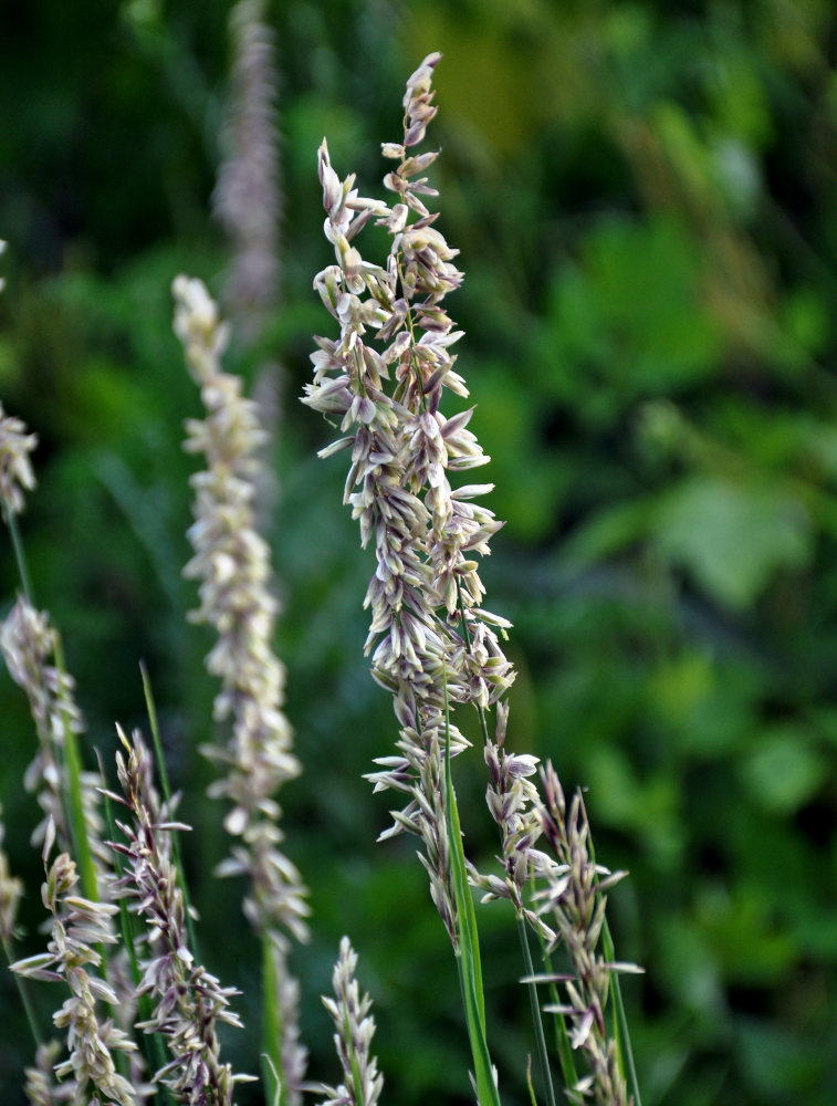 Image of Melica altissima specimen.