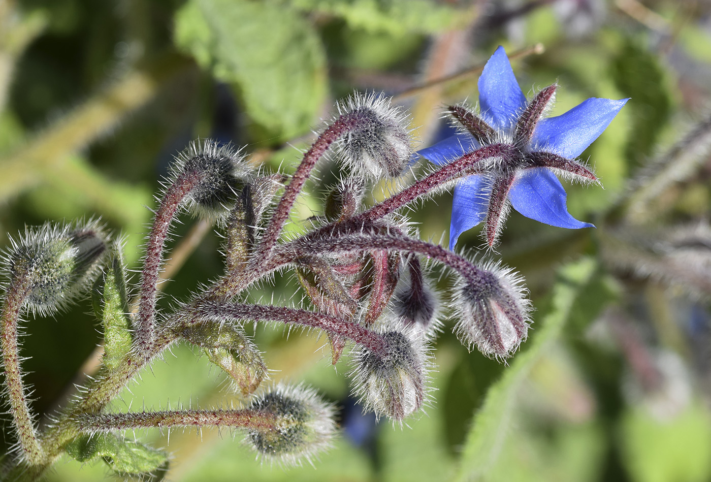 Изображение особи Borago officinalis.