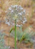 Allium subscabrum