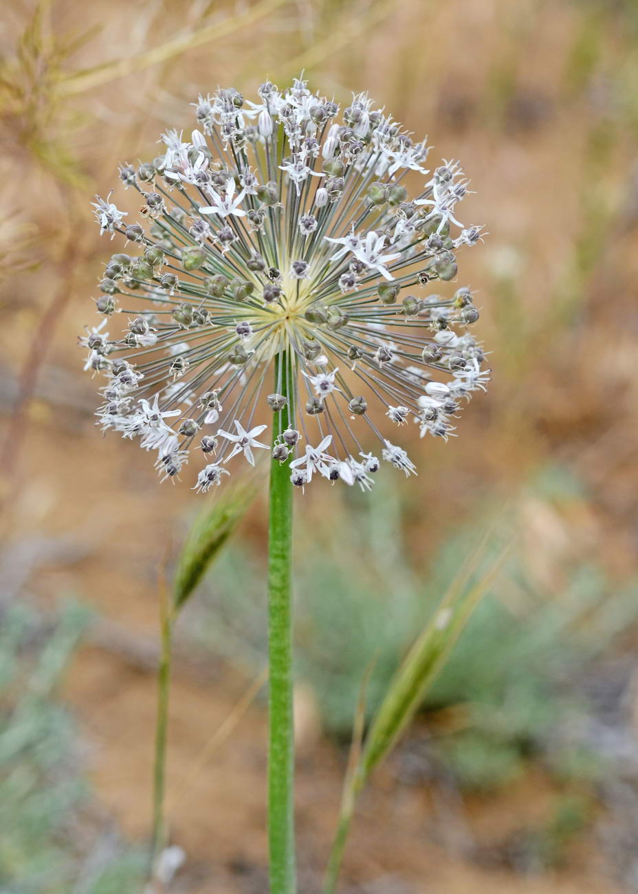 Изображение особи Allium subscabrum.
