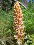 Orobanche alsatica. Соцветие (растение паразитирует на Seseli schrenkianum). Казахстан, Туркестанская обл., Толебийский р-н, территория Сайрам-Угамского национального парка; Угамский хр., долина р. Сайрам-Су, ≈ 1900 м н.у.м., горельник на месте редкостойного арчовника. 03.07.2019.