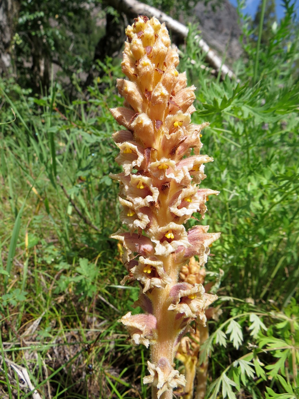 Изображение особи Orobanche alsatica.