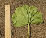 Malva mauritiana