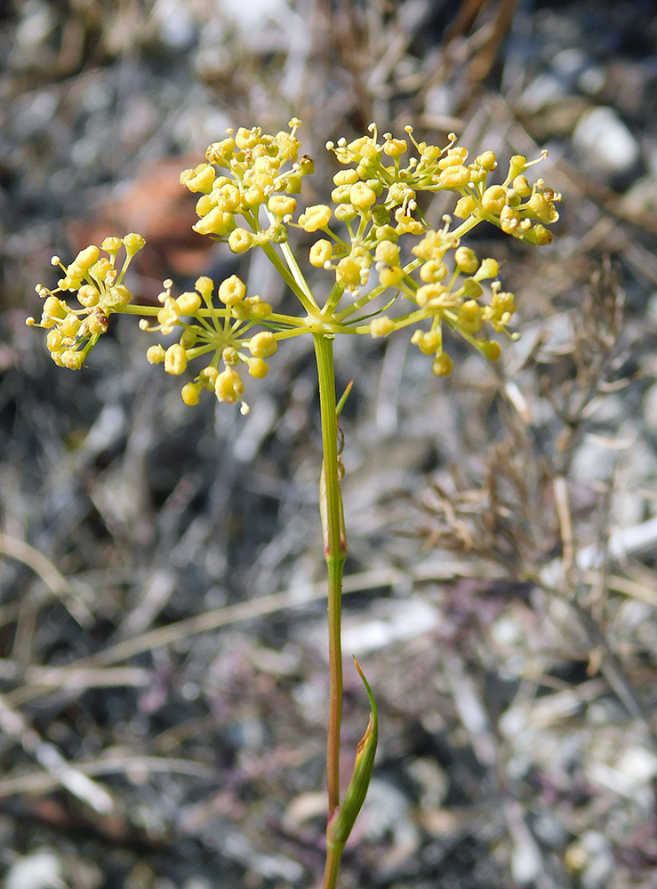 Image of Peucedanum tauricum specimen.