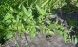 Solanum dulcamara