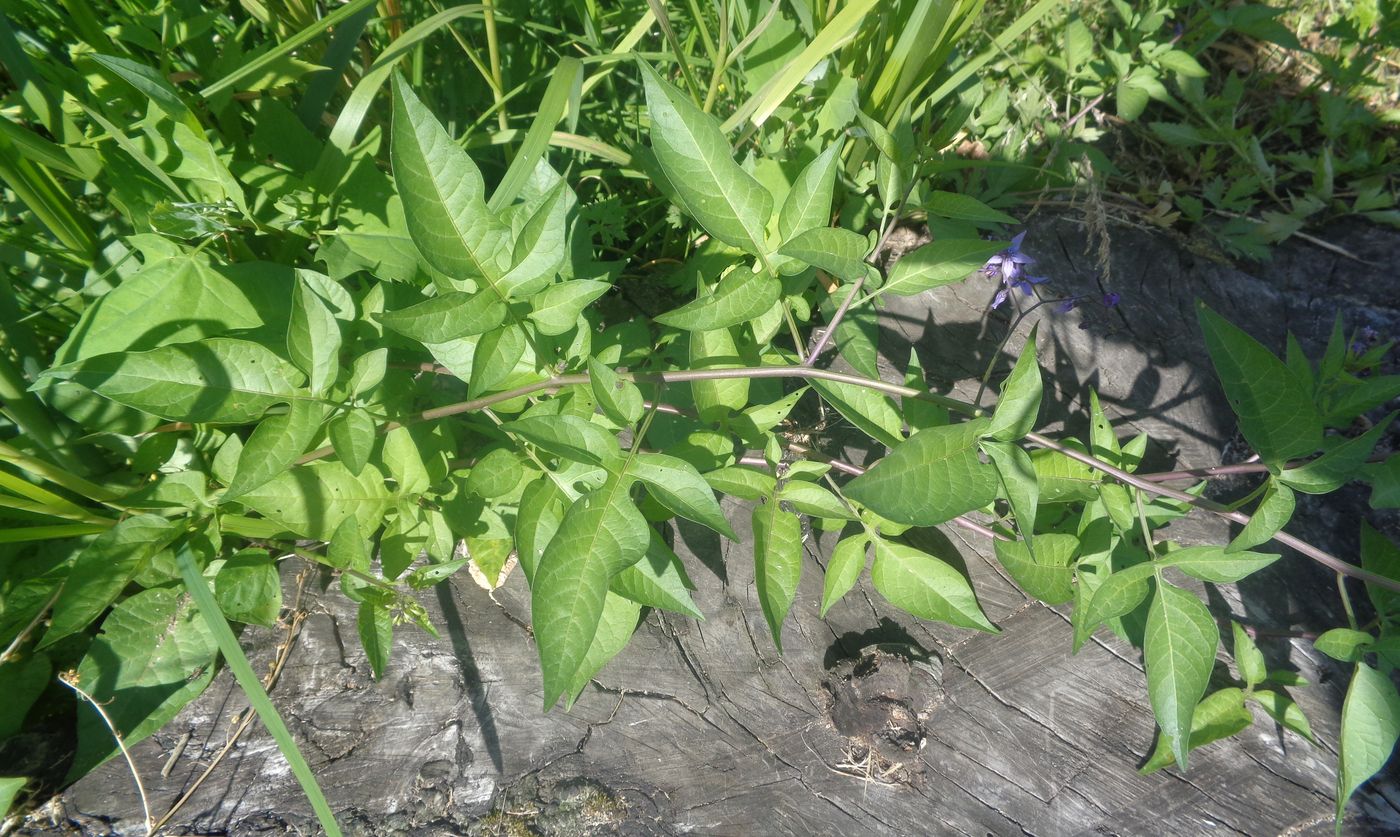 Изображение особи Solanum dulcamara.