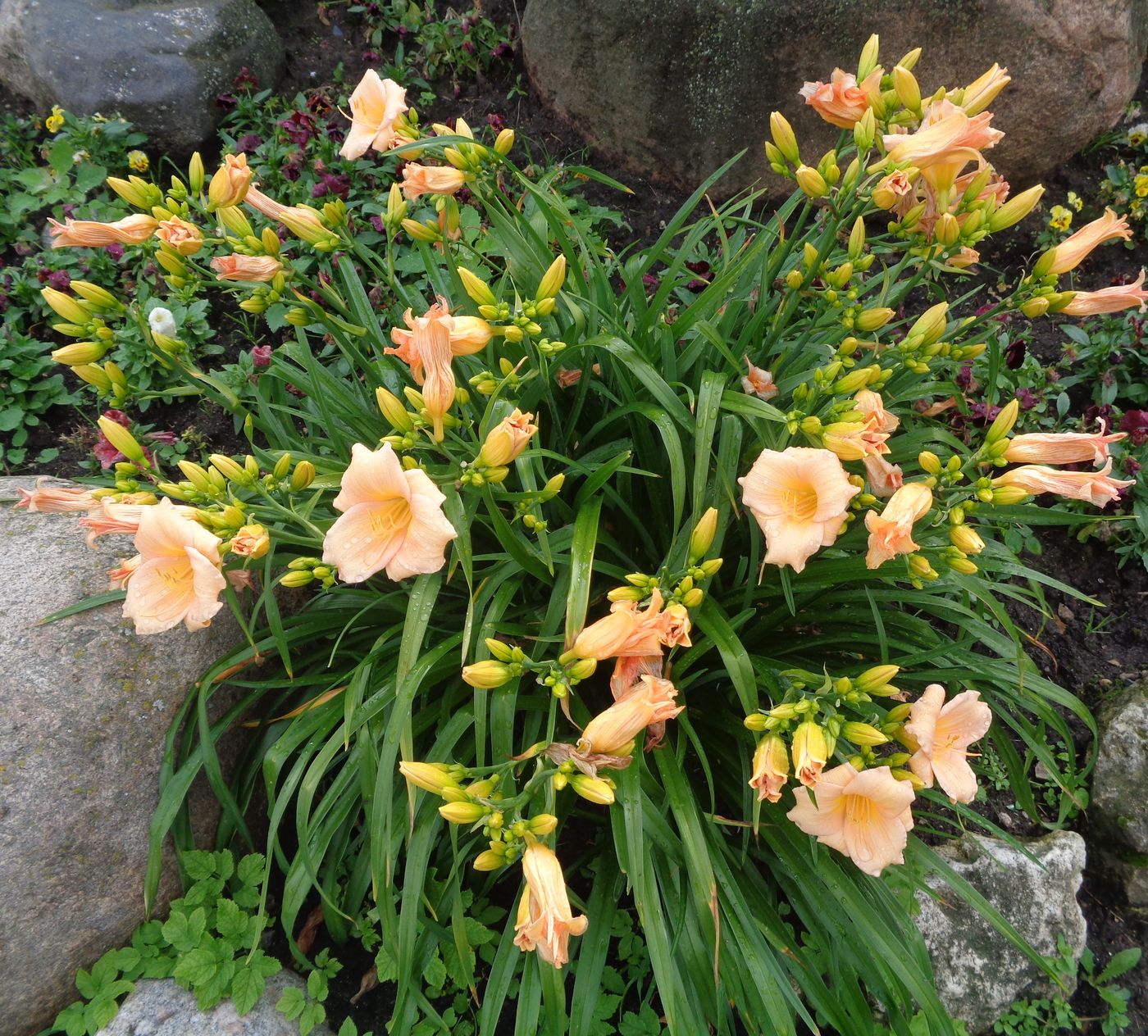 Изображение особи Hemerocallis &times; hybrida.