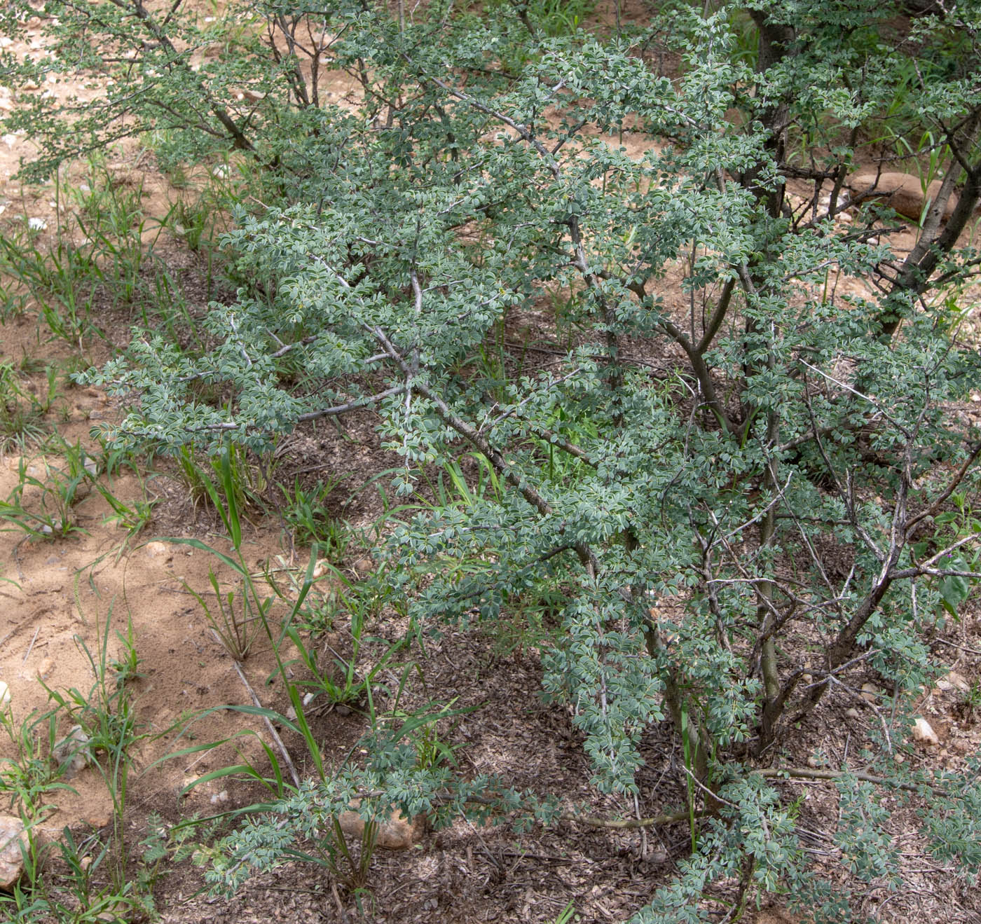 Image of Senegalia mellifera specimen.