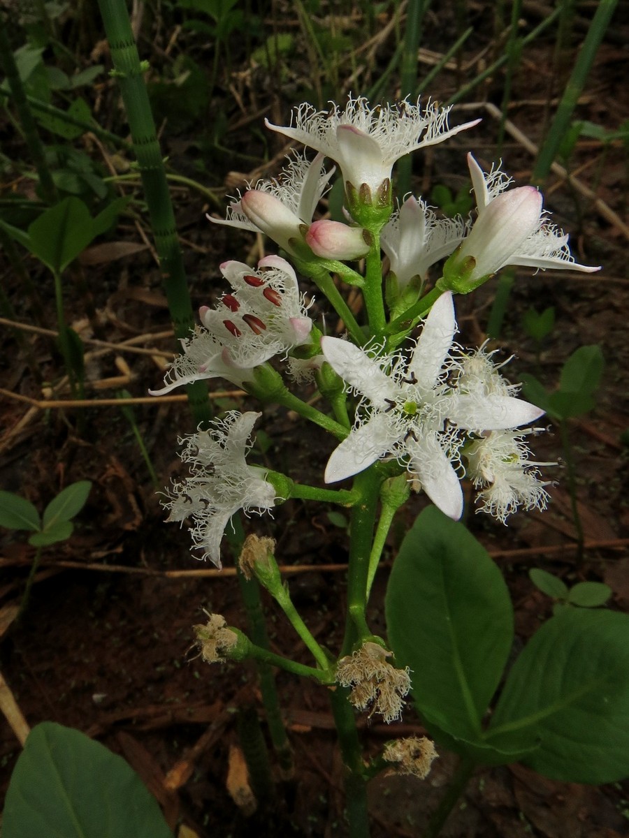 Image of Menyanthes trifoliata specimen.