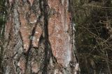 genus Betula. Средняя часть ствола старого дерева, покрытая аэрофитоном (красноватый налёт) и лишайниками (сизые пятна). Калужская обл., Боровский р-н, правый берег Чёлоховского ручья, смешанный лес. 01.04.2020.