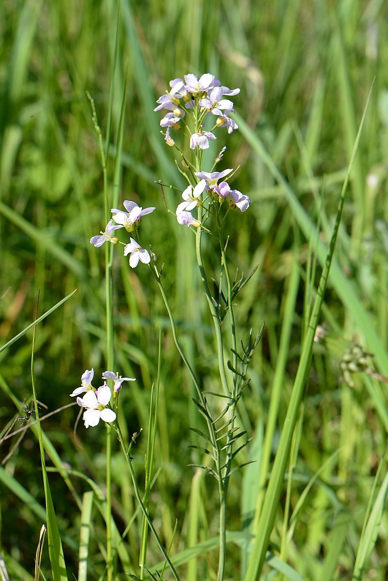 Изображение особи Cardamine pratensis.