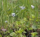 Viola amurica