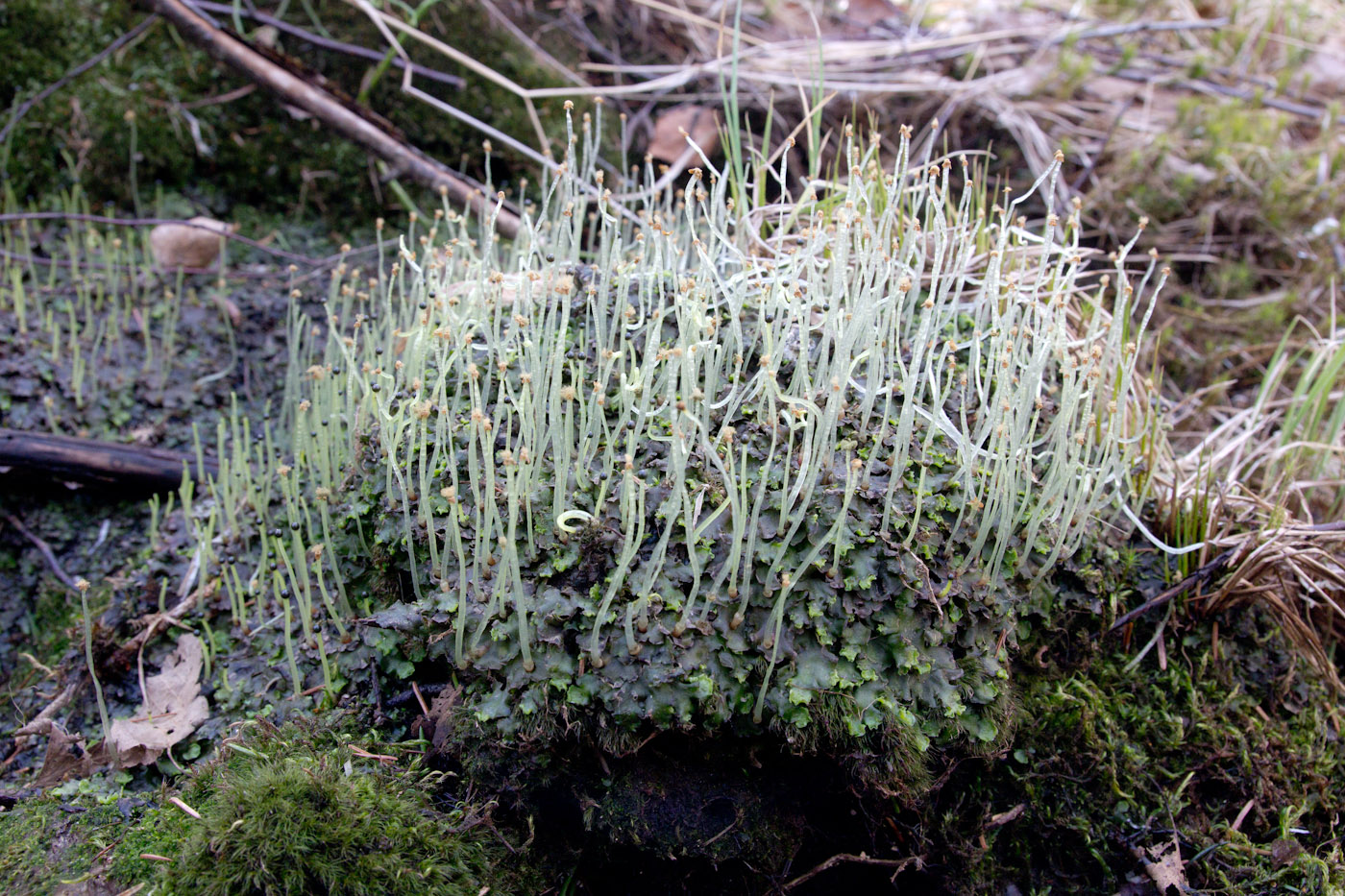 Image of genus Pellia specimen.