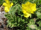 Geum reptans