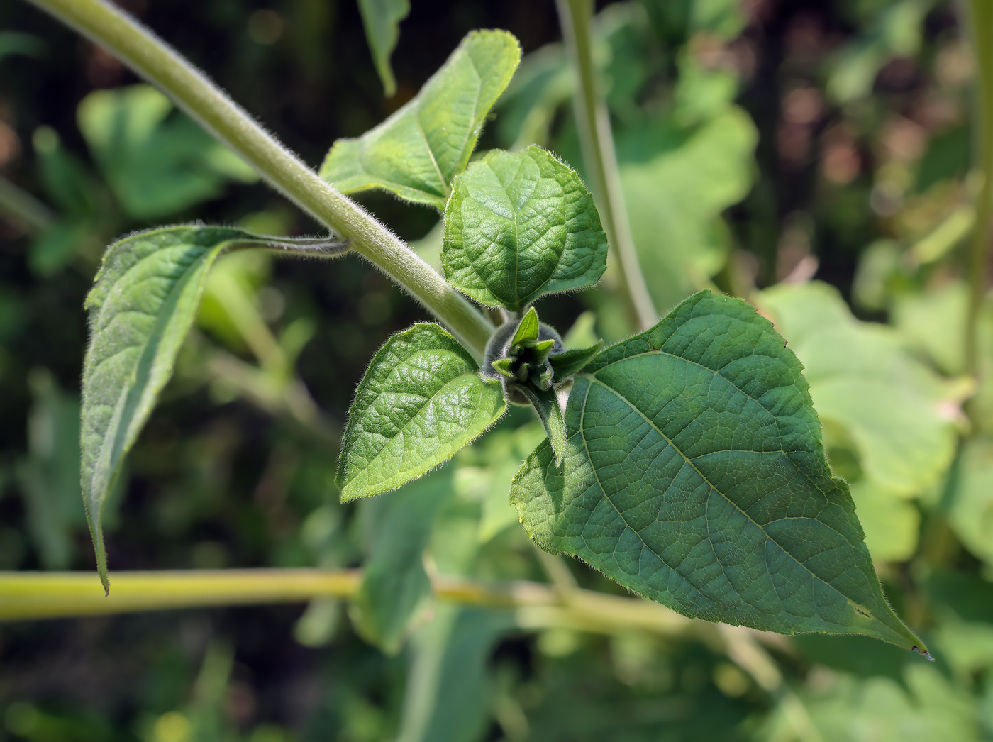 Image of Tithonia rotundifolia specimen.