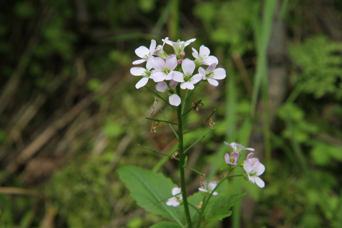 Image of Cardamine macrophylla specimen.