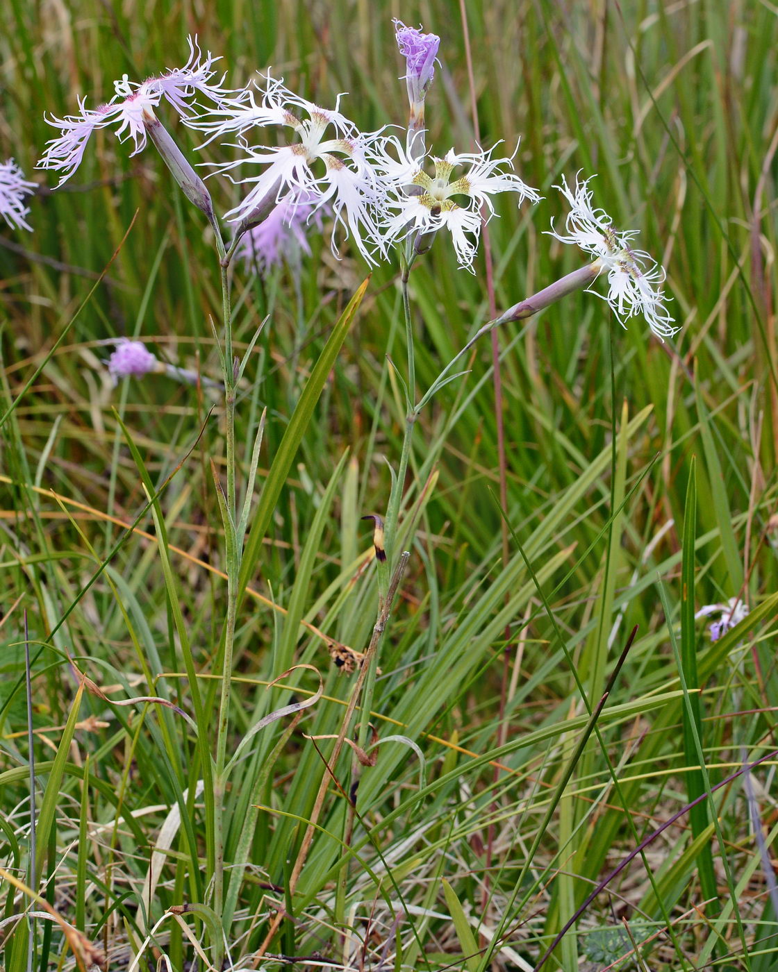 Изображение особи Dianthus superbus.