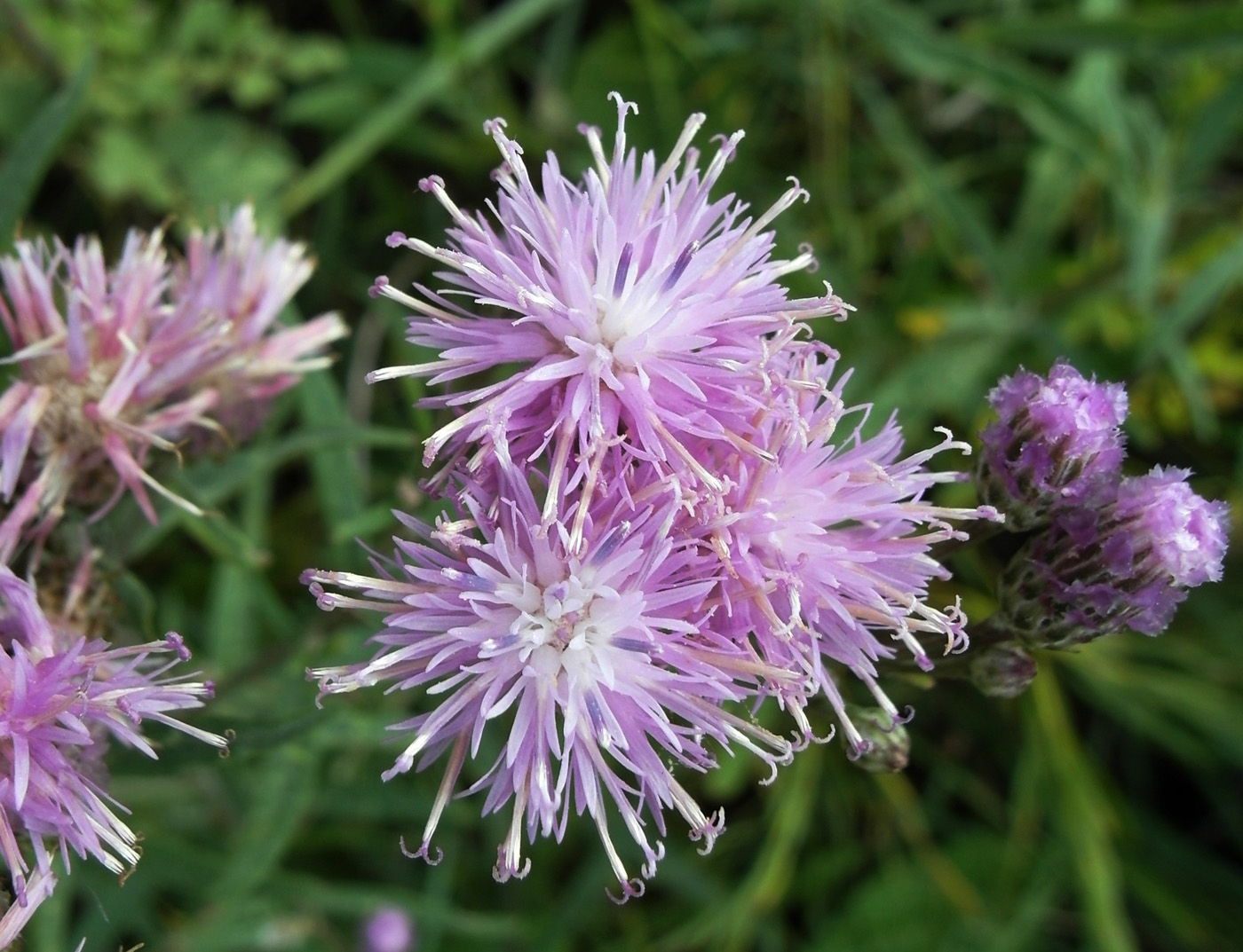 Image of Saussurea amara specimen.