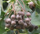 Sorbus torminalis