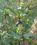 Hypericum ascyron