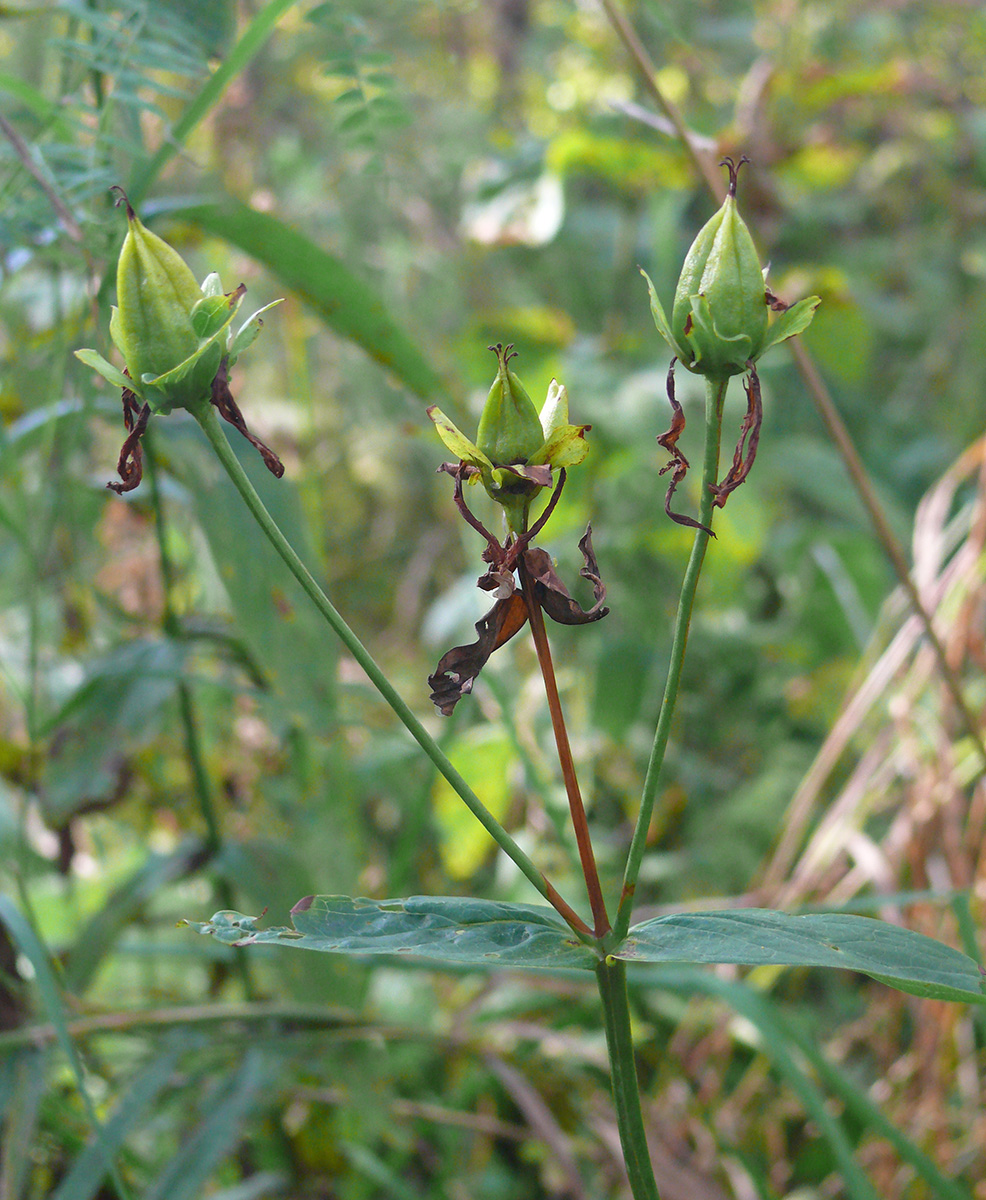 Изображение особи Hypericum ascyron.