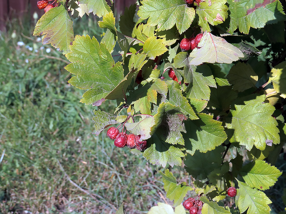 Image of Crataegus maximowiczii specimen.