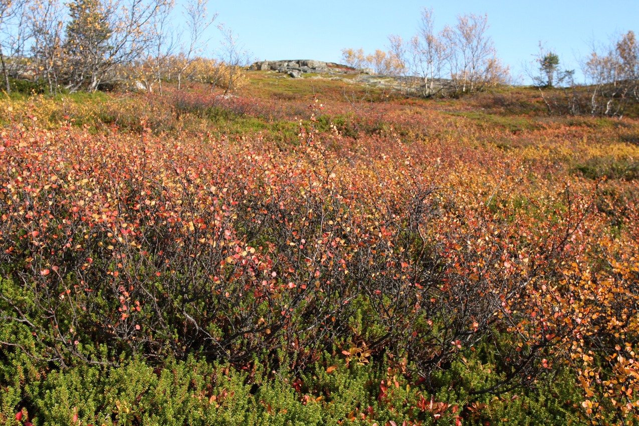 Image of Betula nana specimen.