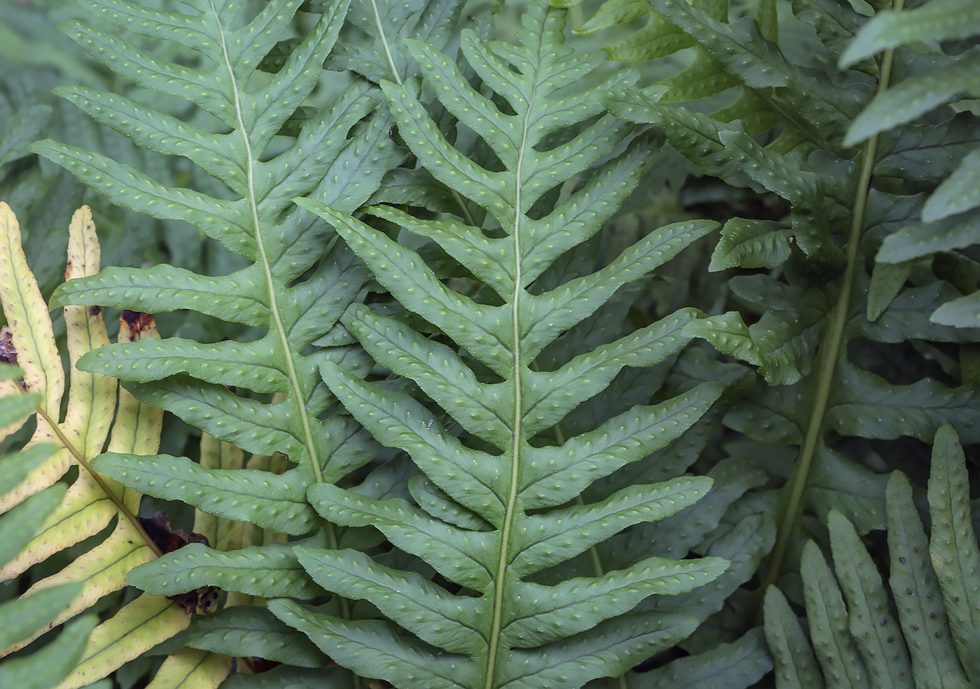 Изображение особи род Polypodium.