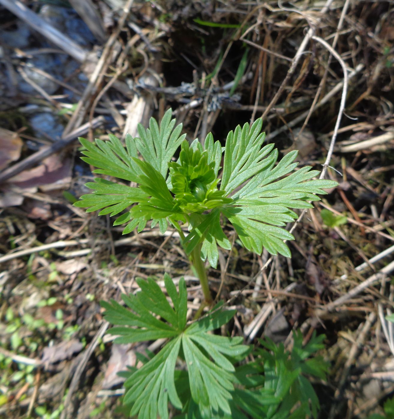 Изображение особи Aconitum &times; stoerkianum.