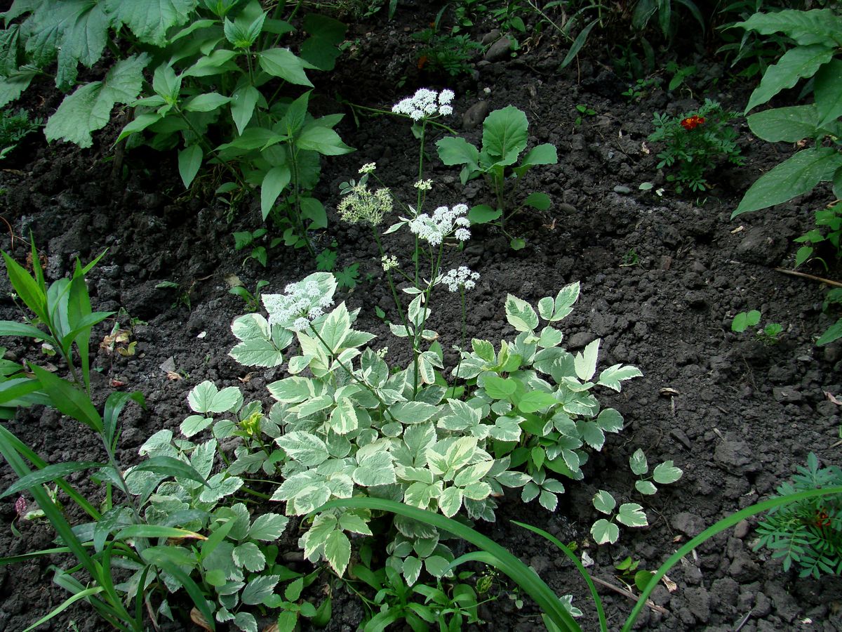 Image of Aegopodium podagraria specimen.