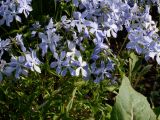 Phlox divaricata