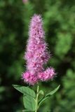 genus Spiraea. Соцветие. Карельский перешеек, Линдуловская роща (южная граница), территория старого финского хутора. 29.07.2018.