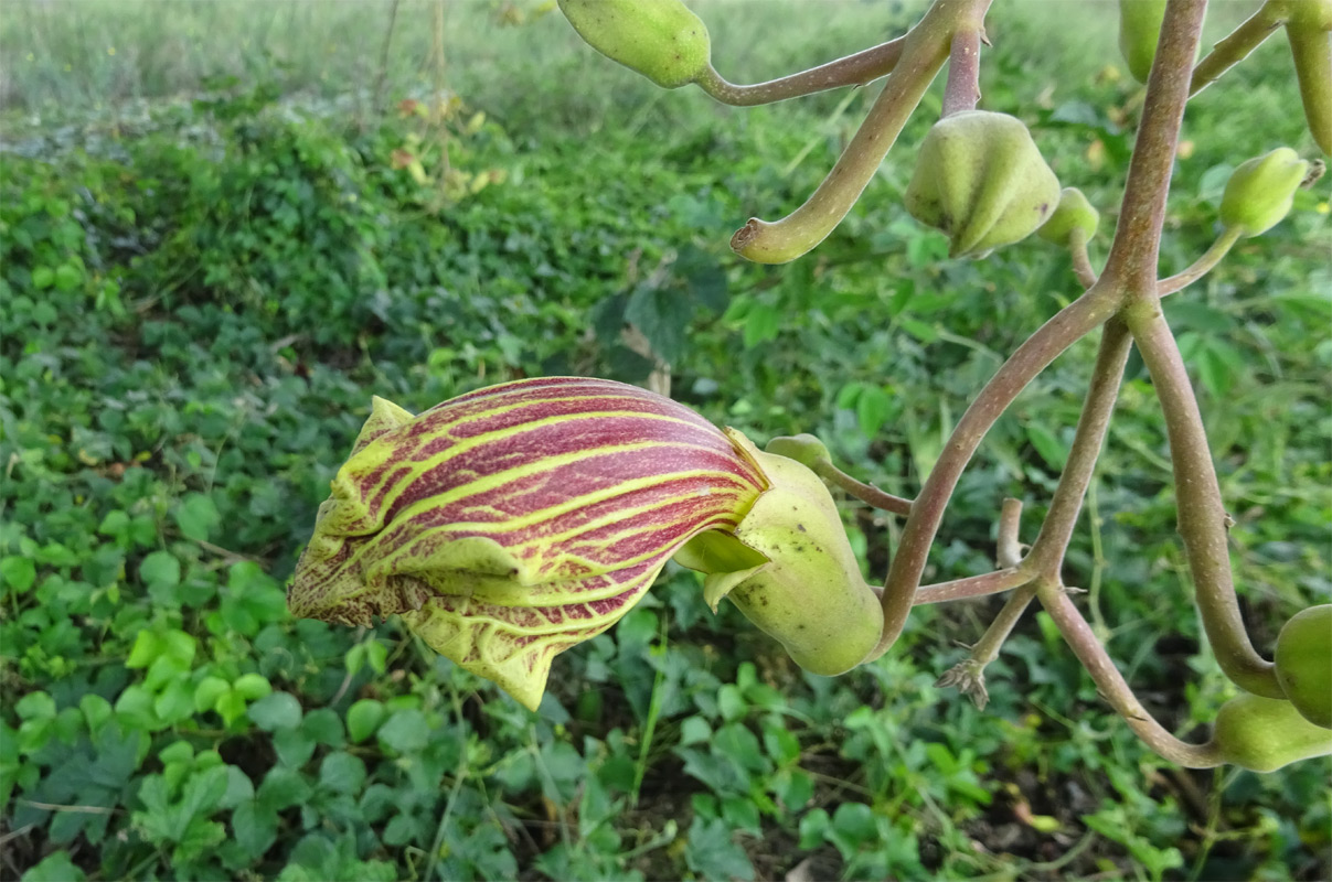 Изображение особи Kigelia pinnata.