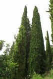 Cupressus sempervirens