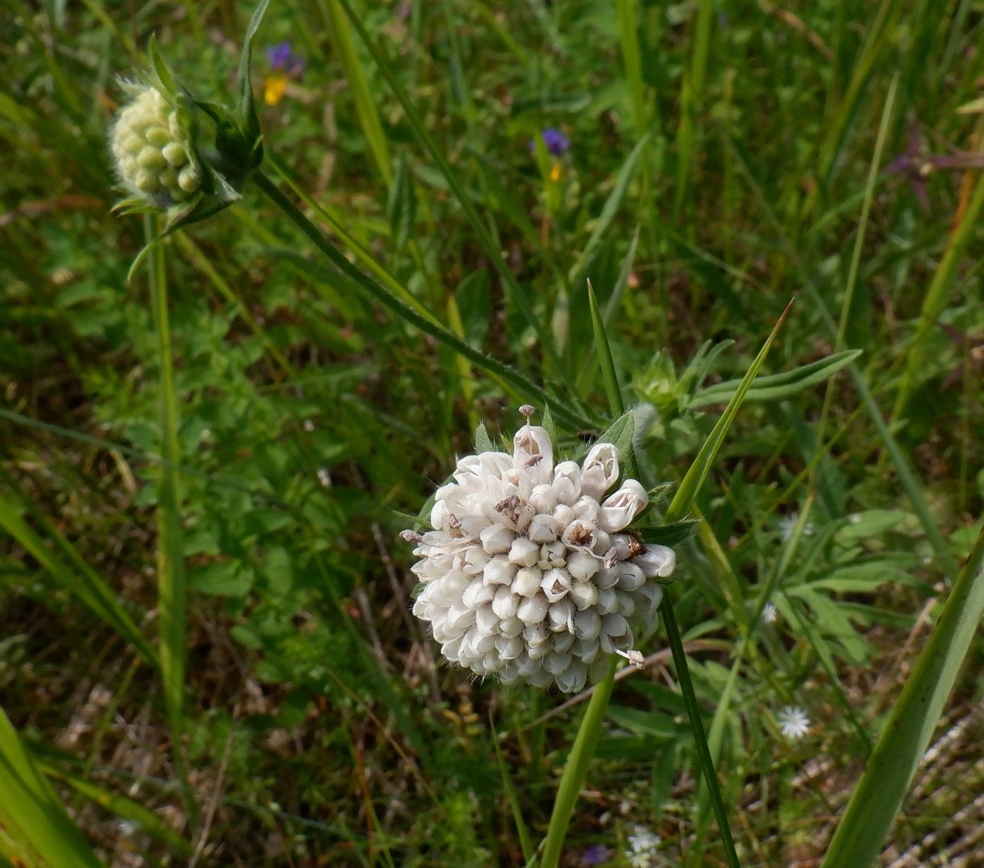 Image of Knautia arvensis specimen.