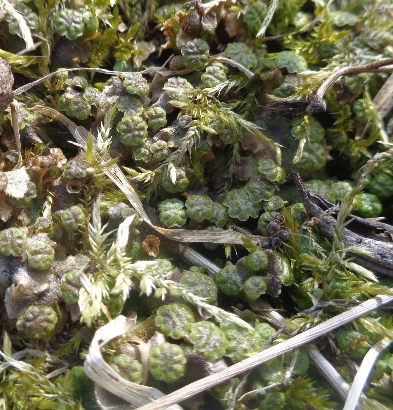 Image of genus Marchantia specimen.