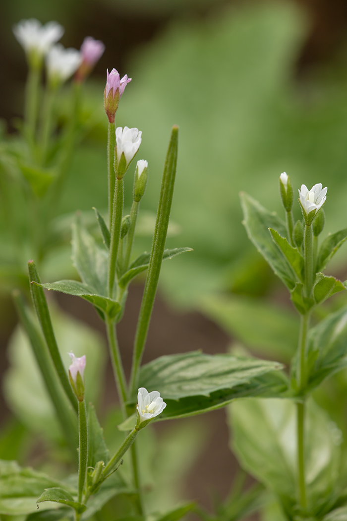 Изображение особи род Epilobium.