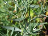 Achillea salicifolia