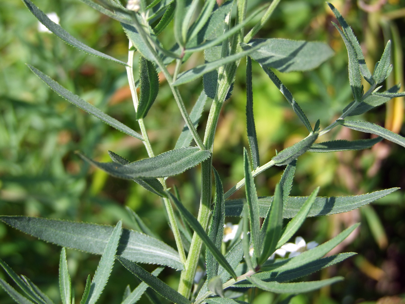 Изображение особи Achillea salicifolia.